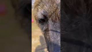 Hi from Spotted Hyena!