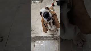 Cãoquiça dançarino 2