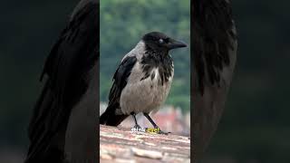 Crows Can Remember Human Faces for Years! 🐦 #AnimalFacts #SmartBirds #shorts