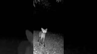 Fox is not interested in posing for the camera #shorts #fox #trailcam #wildlife #backyard #habitat