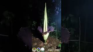 Proses Mekarnya Amorphophallus titanum di Rhino Camp