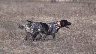 Quiz di San Fiorano 6 months and Betty 12 months on partridge