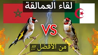 الحسون الجزائري ضد الحسون المغربي من الأفضل؟؟؟🤔🔥