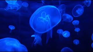 Jellyfish Ambience | Japanese Piano Music ~ Relaxing Music for Sleeping And Studying