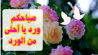 صباح الورد والفل والياسمين 🌹🌷🥀 يا أحلى من الورد 🌺