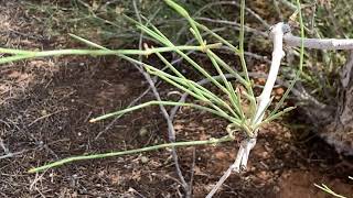 Calligonum comosum ارطي,  desert of Alain Abudhabi