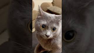 Mad cat#cat #funny #foryou #funnyvideo #pets #usa #catvideos