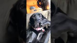 Funny Animals 2023 😂 - Funniest Cats and Dogs video 🐱 🐶 #shorts