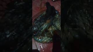 hasil mencari ikan saat malam luarbiasa..bikin ngiler