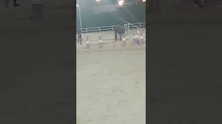 Horse Riding #shorts #horseshow #horse #shortvideo