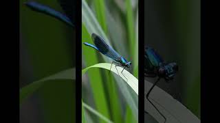 Banded Demoiselle , Nikkor 24-200mm, F6.3. 1/200s #Nikon Z8