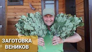 Заготовка Дубовых Веников.Полный Цикл-от А до Я.