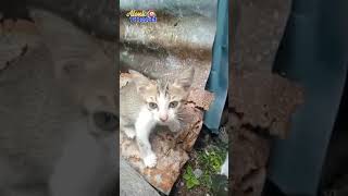 Nge Gas, Sok Galak #shots #cat #kucingmeong #kucing #catvideos