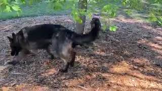 black German shepherd puppies