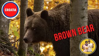 Photographing Brown bears in Europe, October 2021