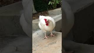 சூரியன் தூரமா இருக்கா 🐔 அமெரிக்கா தூரமா இருக்கா 🐓 #funny_chicken #kozhi_koothugal #funny #shorts 😅😂🤣