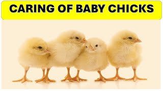 Caring for Baby Chicks: Ultimate Guide & Tutorial |