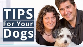 Tips to Take Care of Your Dogs This Holiday Season