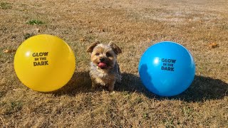 Rylie's Epic Battle: Yellow vs. Blue—Which Ball Do You Choose?" #yorkies #soccer #viralvideo #Rylie