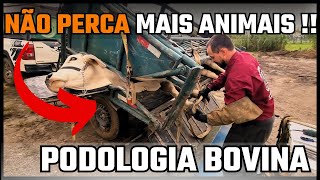 PODOLOGIA BOVINA !! NÃO PERCA MAIS ANIMAIS POR PROBLEMAS NAS PATAS !!