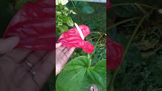 anthurium flower