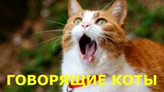 😹ТАКОГО ОТ НИХ ВЫ НЕ ЖДАЛИ. Говорящие Коты 😹 | ПРИКОЛЫ С КОТАМИ  (2019) | (Выпуск 4)