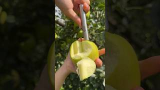 Best relaxing apple fruit cutting skill on the tree #fruit #fresh #fruitcutting #applefruit