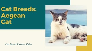 Aegean Cat Silde - Cat Breeds