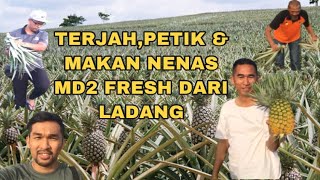 Cara mudah dapatkan benih nenas md2