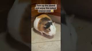 Guinea pig sneezes are the cutest sound! It’s normal and she is a healthy potato