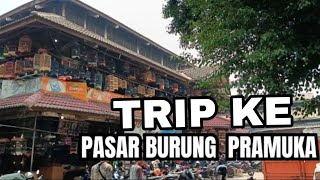 JALAN MENUJU PASAR BURUNG PRAMUKA | MATRAMAN JAKARTA TIMUR