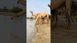 #camel #drinkingwater #camelinthedesert