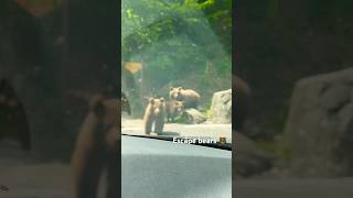 Escape from bears🐻 #viral #viralshort #wildlife #wildanimals #wisdom #adventure #bear #bears #play