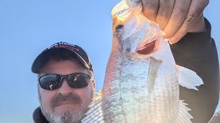 I Managed to Find some Decent Crappie in this Live. #fish #fishing #viralvideo