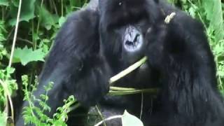 Celery, diet of giants! Silverback mountain gorilla expertly peels wild celery to get tender stalks.