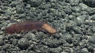 Dinner Time On the Seafloor Below 12,000 Feet with Sea Cucumbers and Sea Spiders!   Nautilus Live