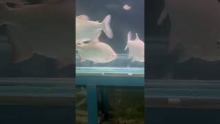 #trending #love #mulund #viralvideo #fish #nature