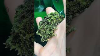 The Strangest Creatures on Earth Part 2: Mossy Frog of Vietnam #short #viral