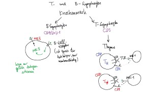 Physiologie: Immunsystem