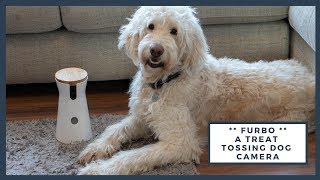 #AD Furbo Dog Camera Review - Treat Tossing Dog Camera