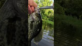 Couple Crappie with the hair jig