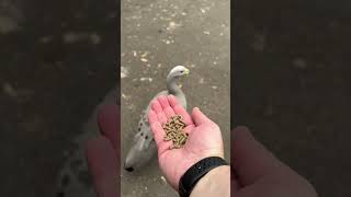 Handfeeding Geese Failed  :-( #duck #ducks #goose #geese #shorts