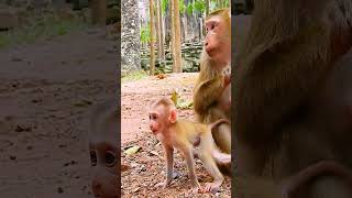 #monkey #babymonkey #monkeycry #newbabymonkey #newbornbaby #fbreel #facebook #short #shortvideos #Mo