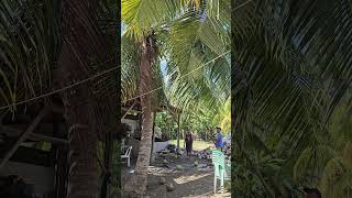 how to pick coconut fruit#province life#shorts