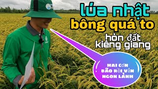 chia sẽ kinh nghiệm về LÚA NHẬT vụ hè thu vùng hòn đất kiêng giang #76 l Thanhdotv