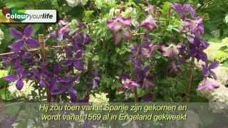 KLIMPLANTEN, clematis, bosrank