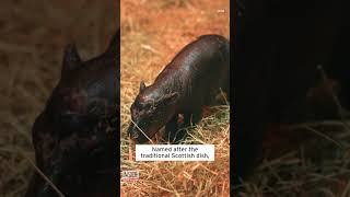 Newborn Pygmy Hippo Is Impossibly Cute #shorts