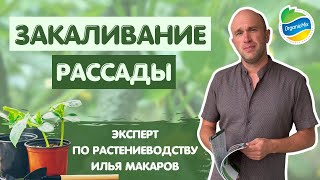 ЗАКАЛИВАНИЕ рассады огурцов