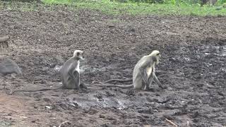 Salt licking langur