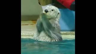 An Adorable Otter In Water. Look At Me!!!